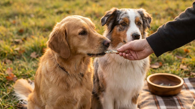 Boquerones deshidratados para perros: ¿son buenos?
