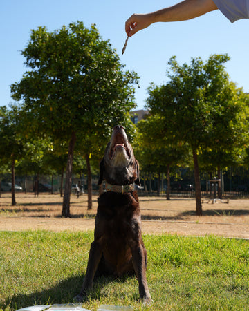 Snacks 100% naturales: Salud y Educación para tu mascota