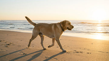 Labrador caminando con soltura por la playa, articulaciones sanas
