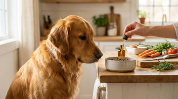 un perro adulto de pelo brillante al que su dueno anade un suplemento liquido de aceite sobre el comedero, cocina luminosa