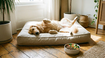 Perro relajado en su cama junto a un cuenco de pienso con verduras