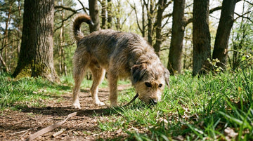 Perro olfateando la hierba durante un paseo por el bosque