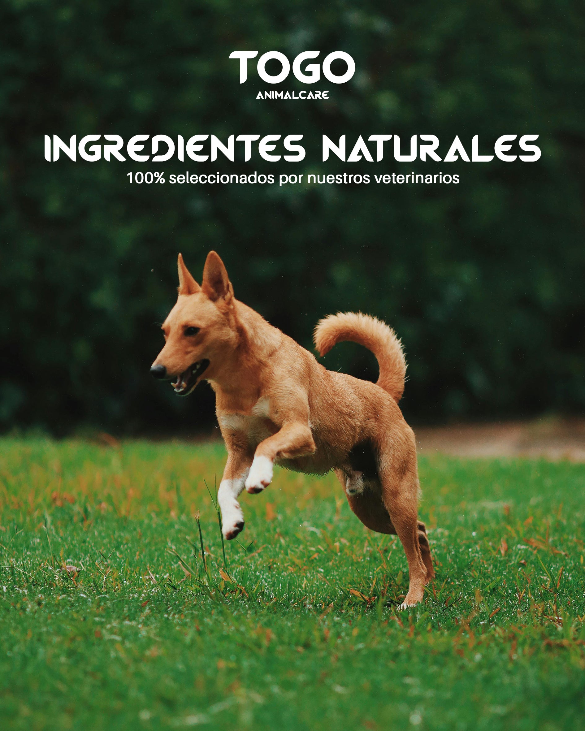 Salmón Natural Hipoalergénico